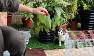 女豚漫画,描绘青春校园的甜蜜与成长